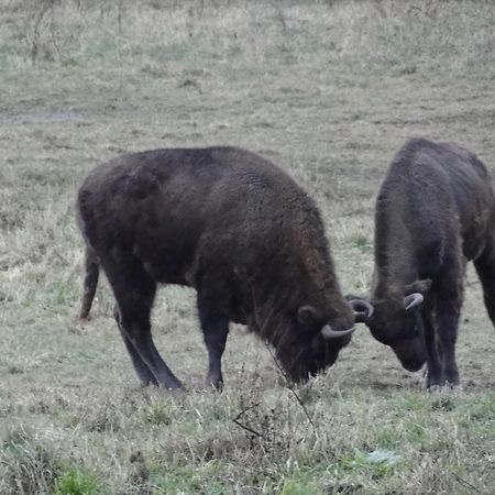 Agroturystyka Zywe Kruklanki Esterno foto