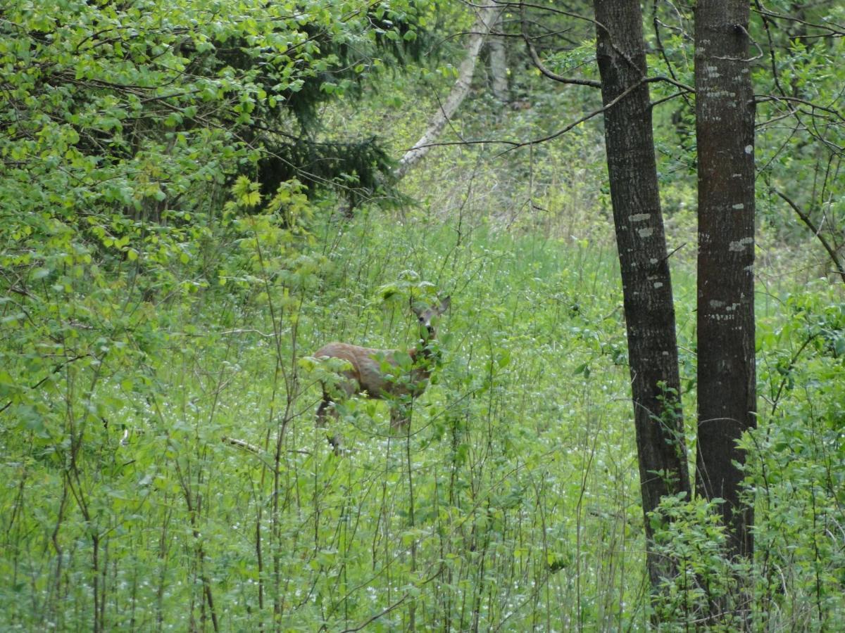 Agroturystyka Zywe Kruklanki Esterno foto