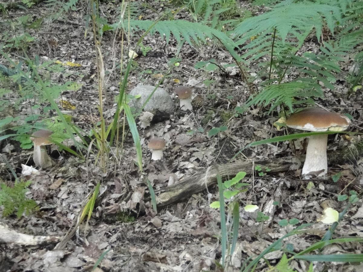 Agroturystyka Zywe Kruklanki Esterno foto